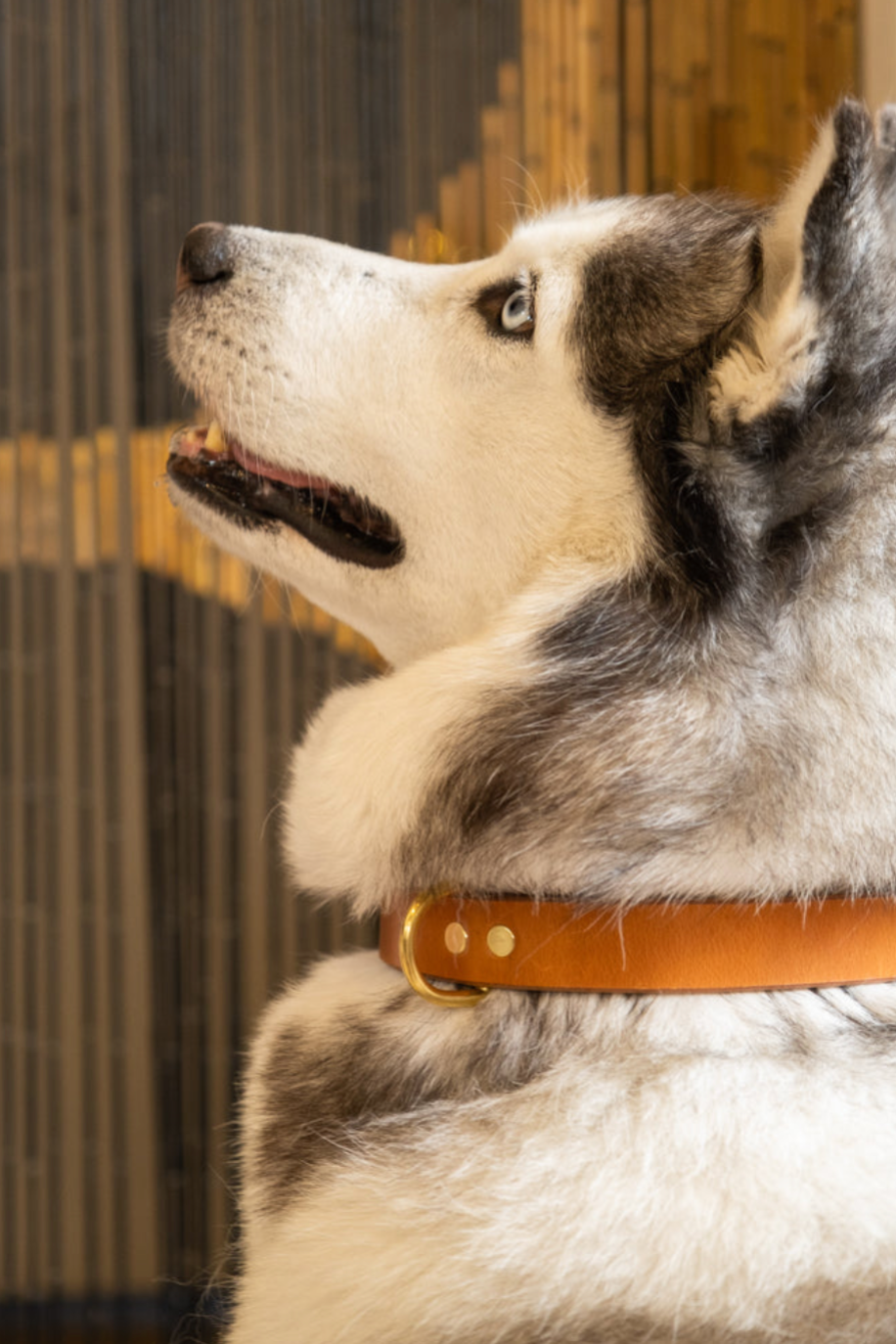 Collar & Tag Workshop